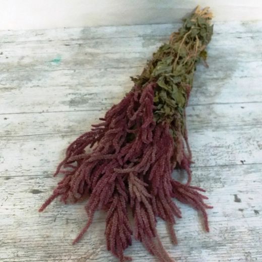 Amaranthus Caudatus Seco