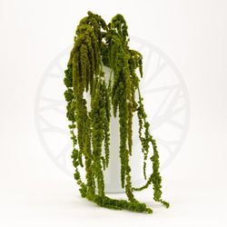 Amaranthus Preservados