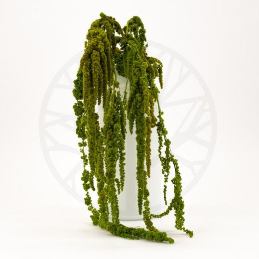 Amaranthus Preservados