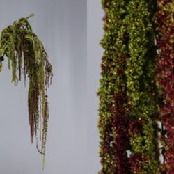 Amaranthus Preservados