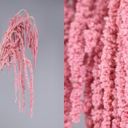 Amaranthus Preservados