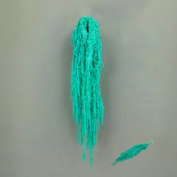 Amaranthus Preservados