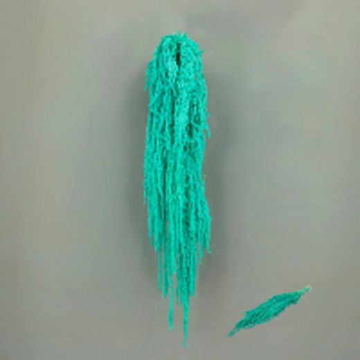 Amaranthus Preservados