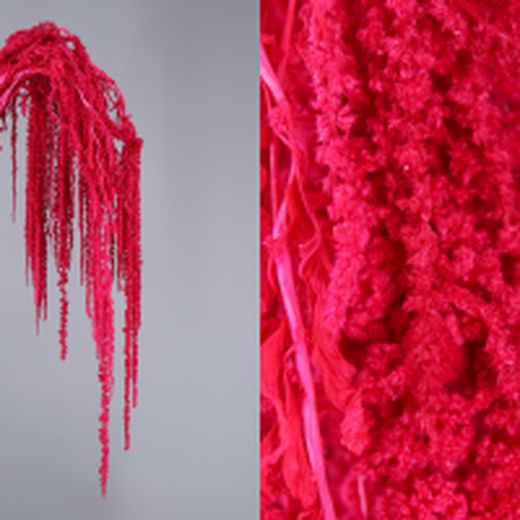 Amaranthus Preservados