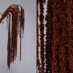 Amaranthus Preservados