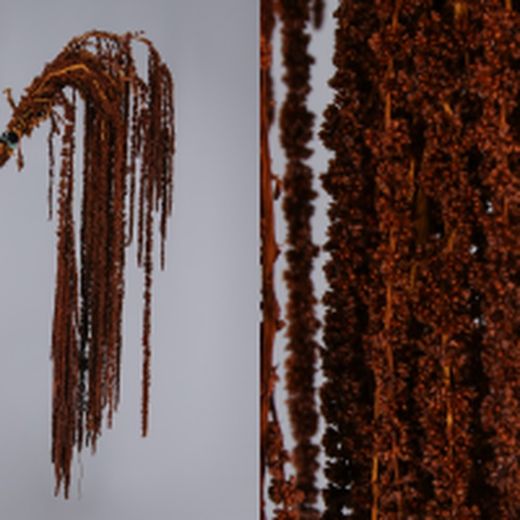 Amaranthus Preservados