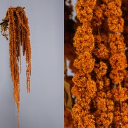 Amaranthus Preservados