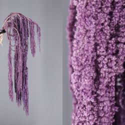 Amaranthus Preservados