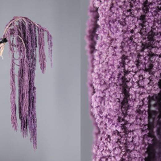 Amaranthus Preservados