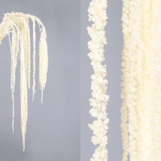 Amaranthus Preservados