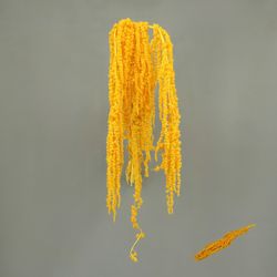 Amaranthus Preservados