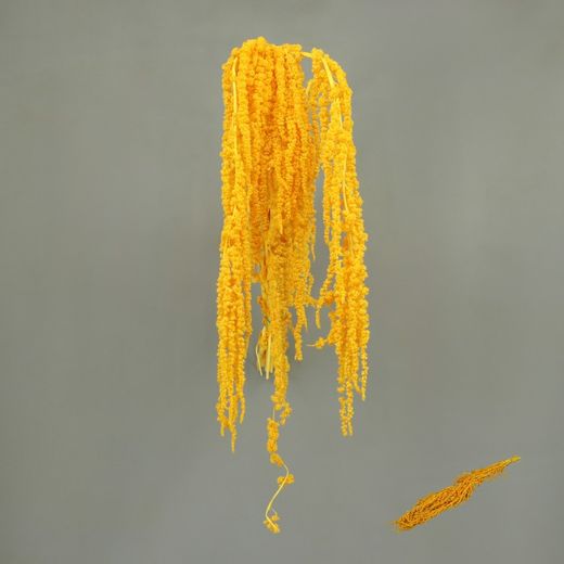 Amaranthus Preservados