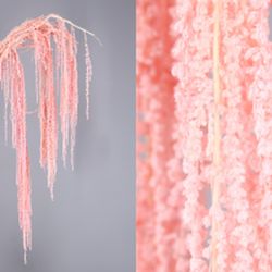 Amaranthus Preservados
