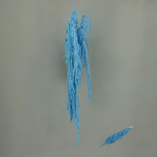 Amaranthus Preservados