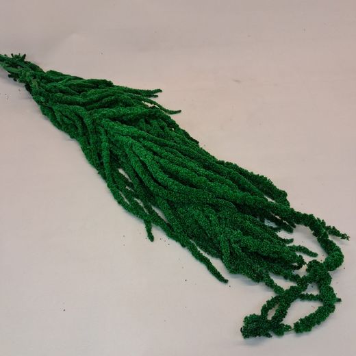 Amaranthus Preservados
