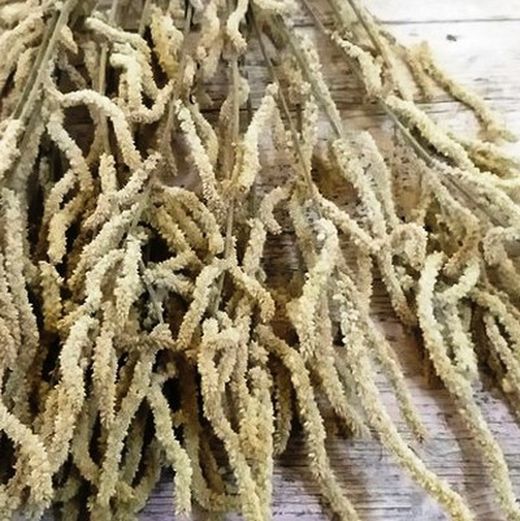 Amaranthus Sec Blanc 25 tiges