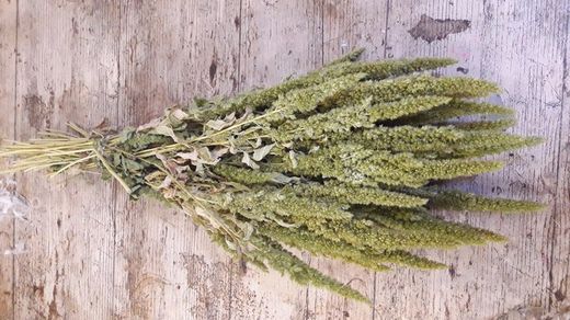 Amaranthus Sec Verd