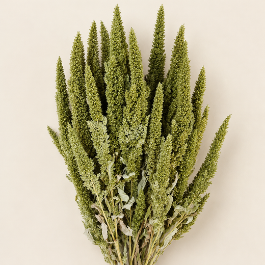 Amarante verte séchée