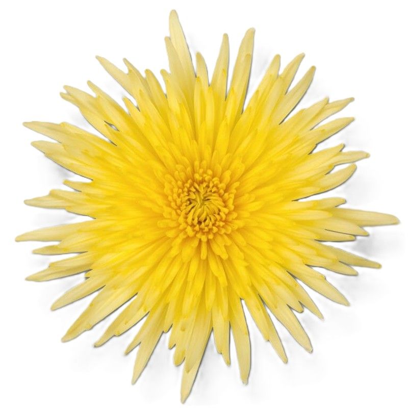 Anastasias Amarillas 10 tallos