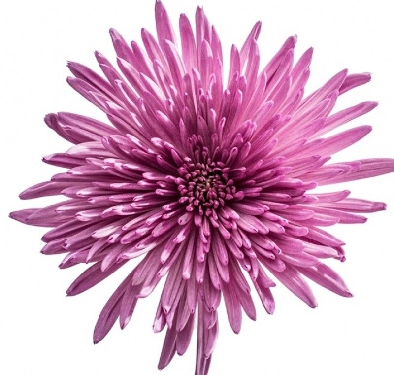 Anastasias Lavender Anastasia Lavender 10 tallos