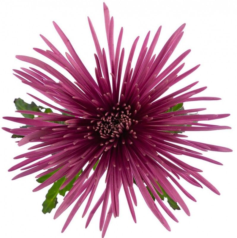 Anastasias Púrpura 20 tallos