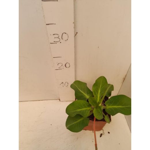 Anemopsis Californica
