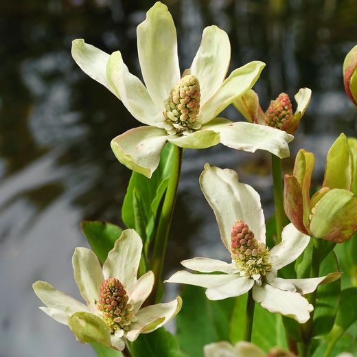 Anemopsis Californica