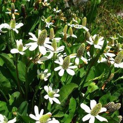 Anemopsis Californica