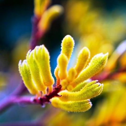 Anigozanthus Flavidus