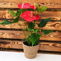 Anthurium en macetero de Mimbre