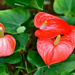 Anthurium en macetero de Mimbre