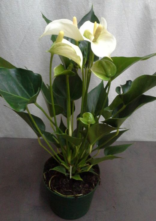 anthurium