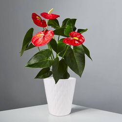 anthurium