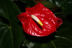 anthurium