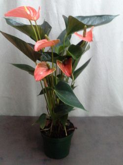 anthurium