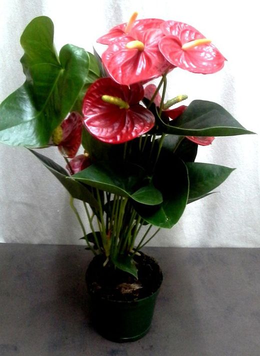 anthurium