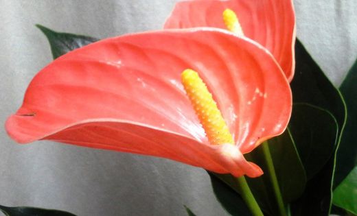 anthurium