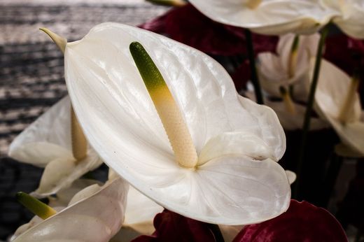anthurium