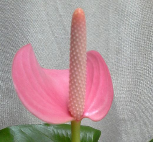 anthurium