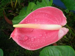 anthurium