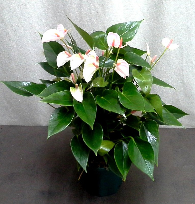 Anthurium Mini — Flores Frescas Online