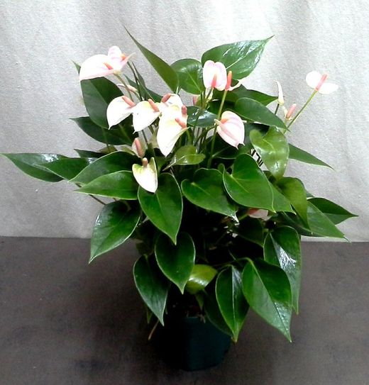 anthurium Mini