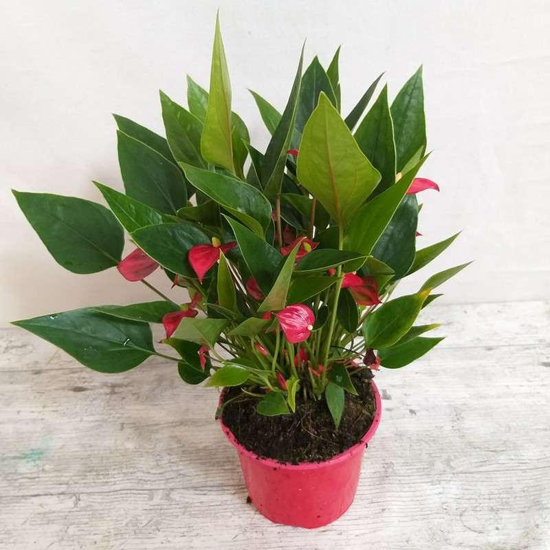 Anthurium Mini — Flores Frescas Online
