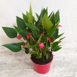 anthurium Mini