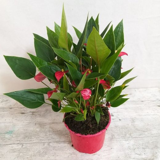 anthurium Mini
