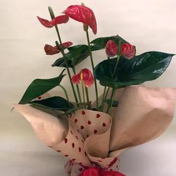 Anthurium Mini Sant Valentí