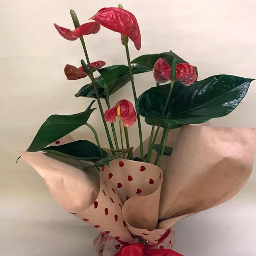 Anthurium Mini Sant Valentí