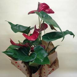 Anthurium San Valentín