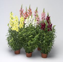 Antirrhinum Caja de 10/15 uds.
