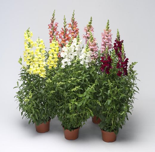 Antirrhinum Caja de 10/15 uds.